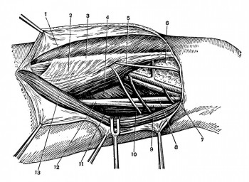 Канал приводящих мышц и внутренний отдел подколенной ямки