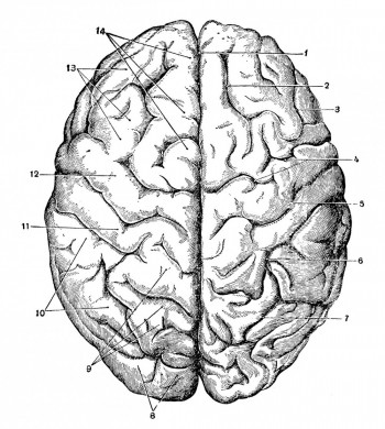 Дорзальная поверхность больших полушарий головного мозга