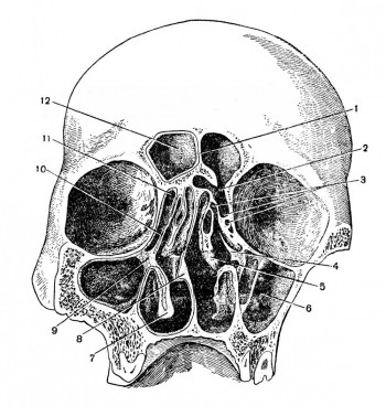 Решетчатый лабиринт на фронтальном распиле черепа