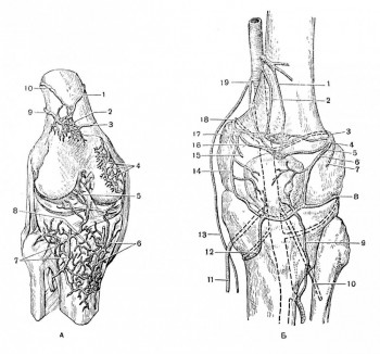 Артериальные сети и коллатеральные дуги в области коленного сустава