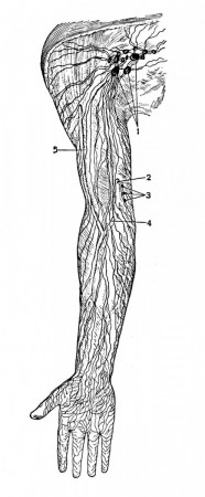 Лимфатические сосуды и узлы верхней конечности