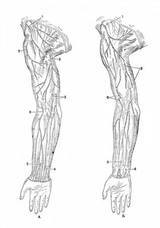 строении кожных нервов передней поверхности плеча и предплечья