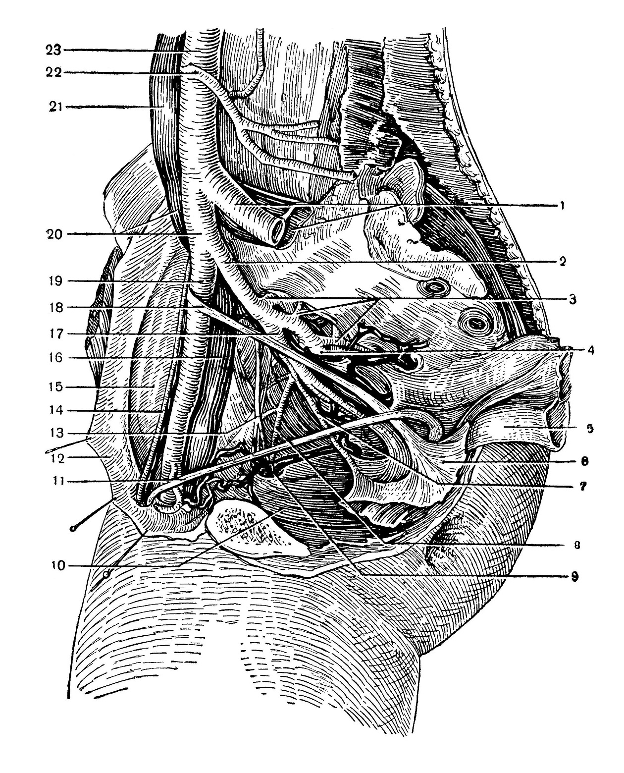 Анатомия и топография органов малого таза