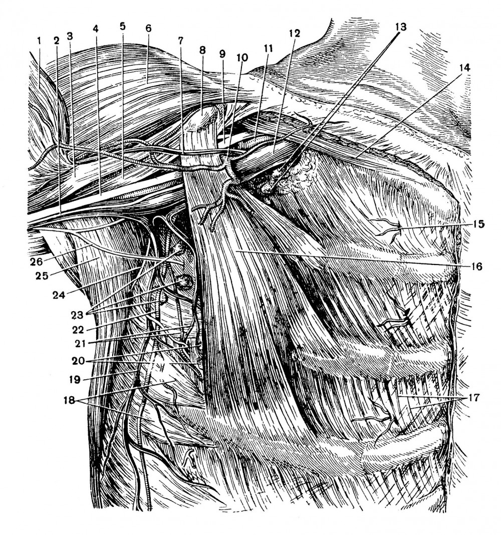 Топография сосудов и нервов передне-боковой грудной стенки