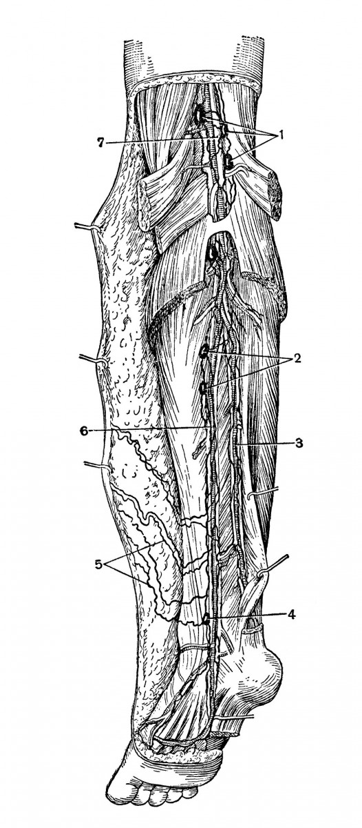 лимфатические сосуды и узлы подошвы и задней поверхности голени