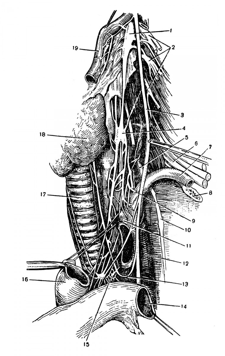 Топография левого шейного пограничного ствола симпатического нерва