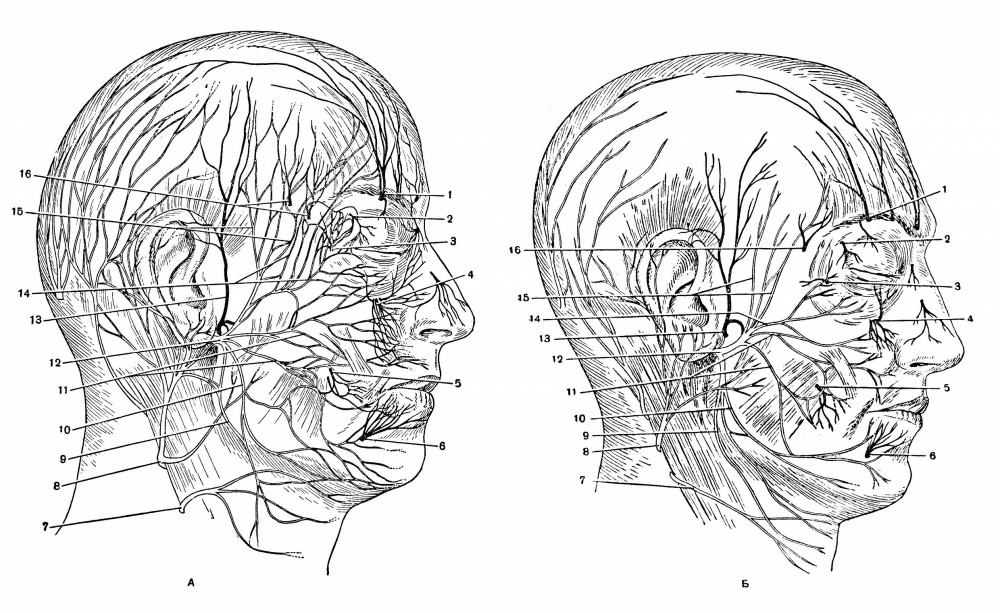 Различия в строении лицевого и тройничного нервов и связей между ними