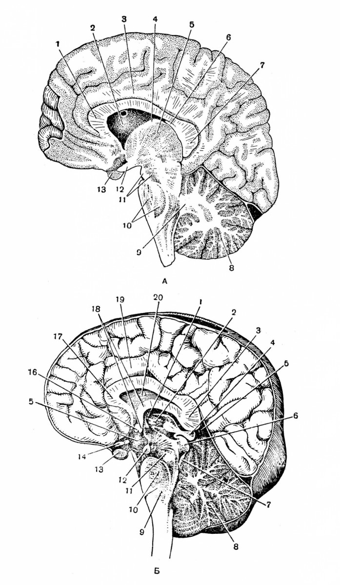 Продольные разрезы мозга по Н. И. Пирогову