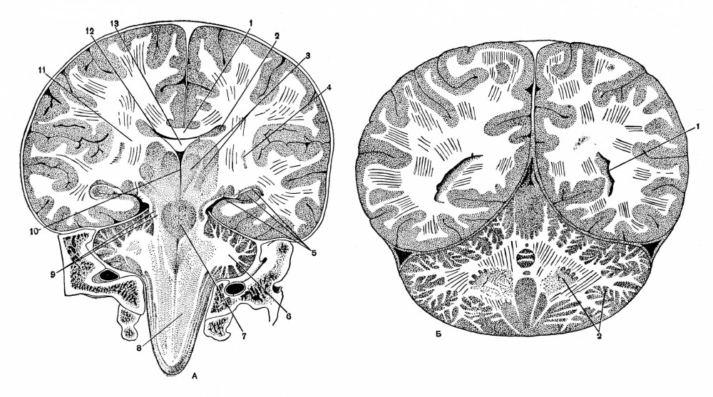 Фронтальные разрезы мозга (по Н. И. Пирогову)