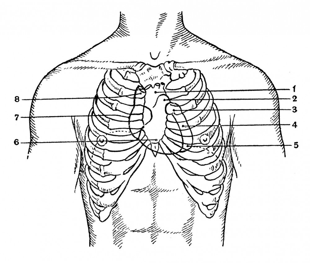 Границы сердца и проекции на переднюю грудную стенку