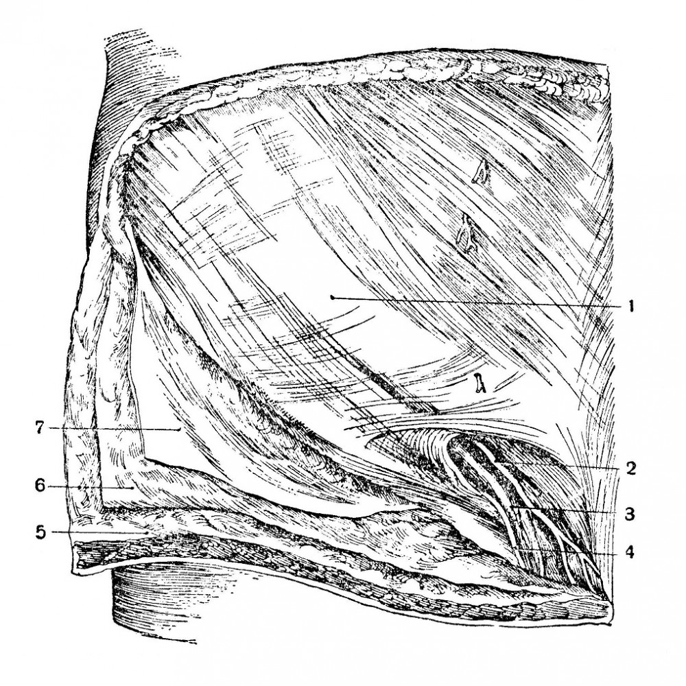 Топография паховой области, первый мышечный слой