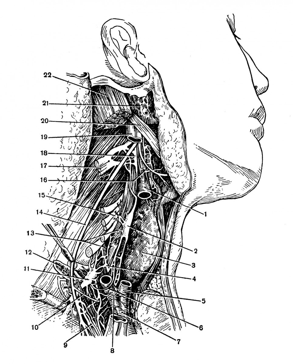 Топография правого шейного симпатического нерва