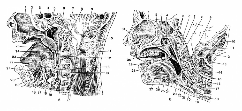 Продольные (парасагиттальные) распилы головы при различных ее положени