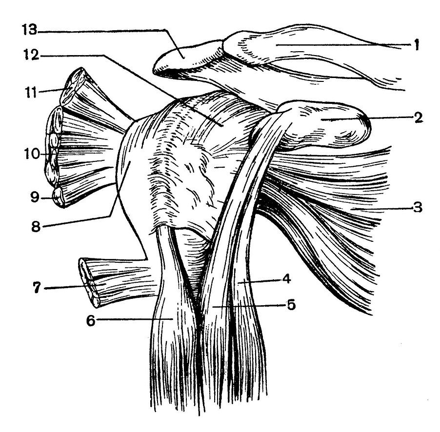Плечевой сустав с окружающими его мышцами
