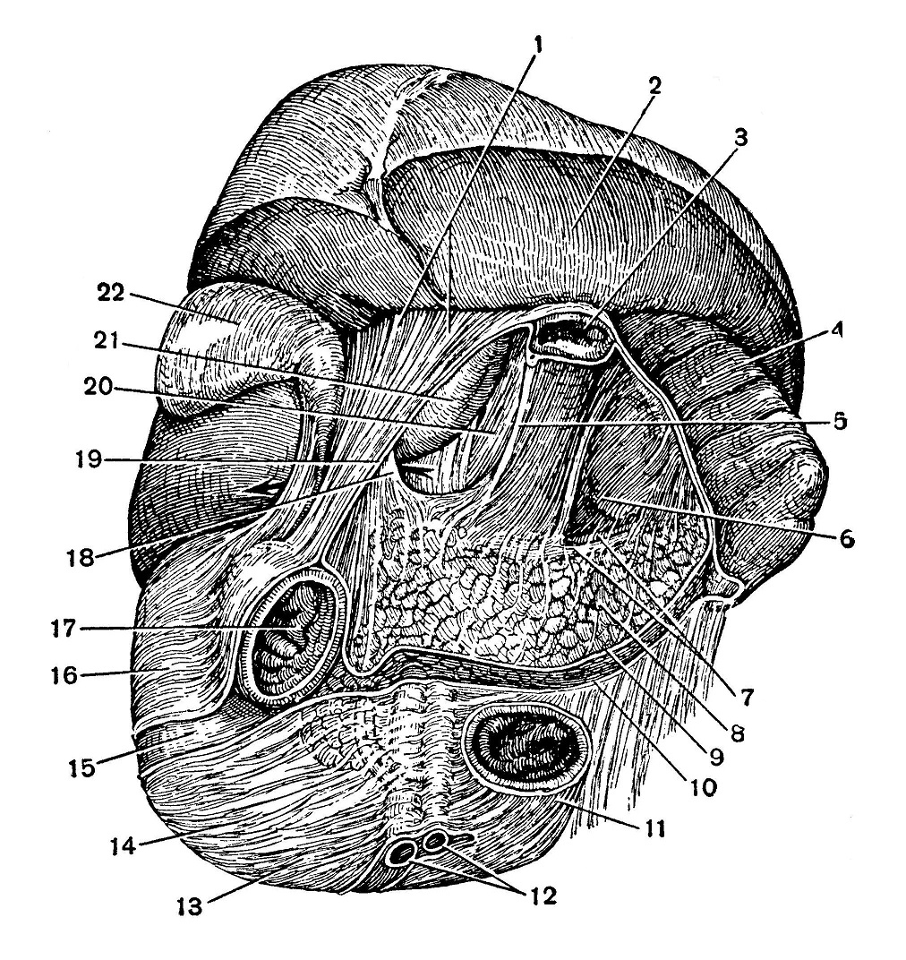 Топография сальниковой сумки. Сальниковое отверстие анатомия. Узел сальникового отверстия.