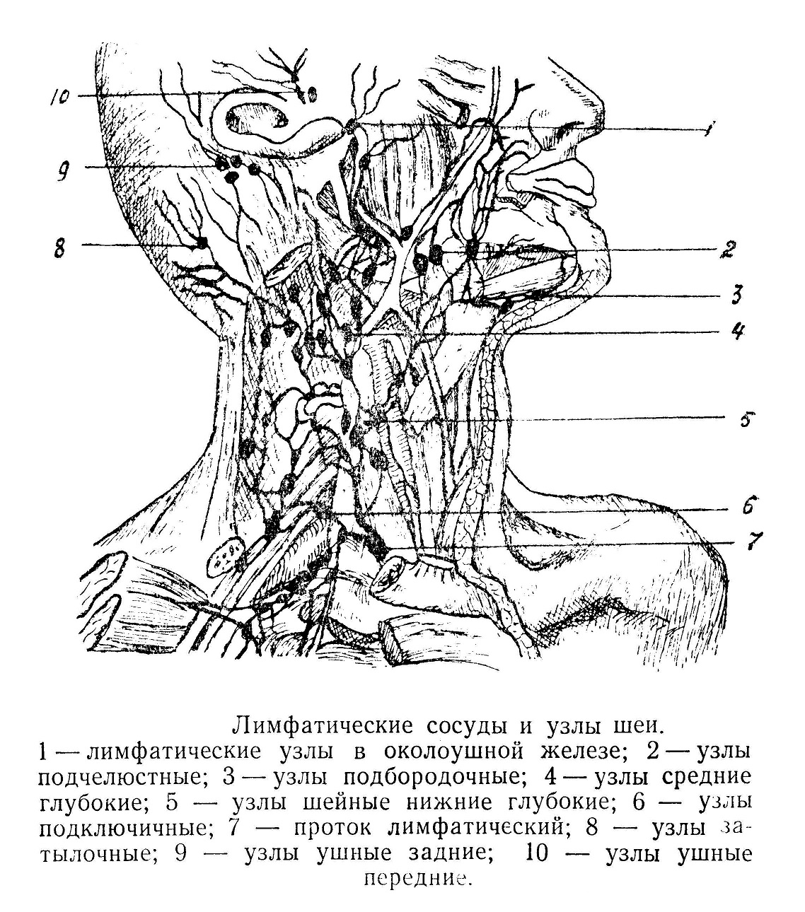 Лимфатические сосуды и узлы шеи