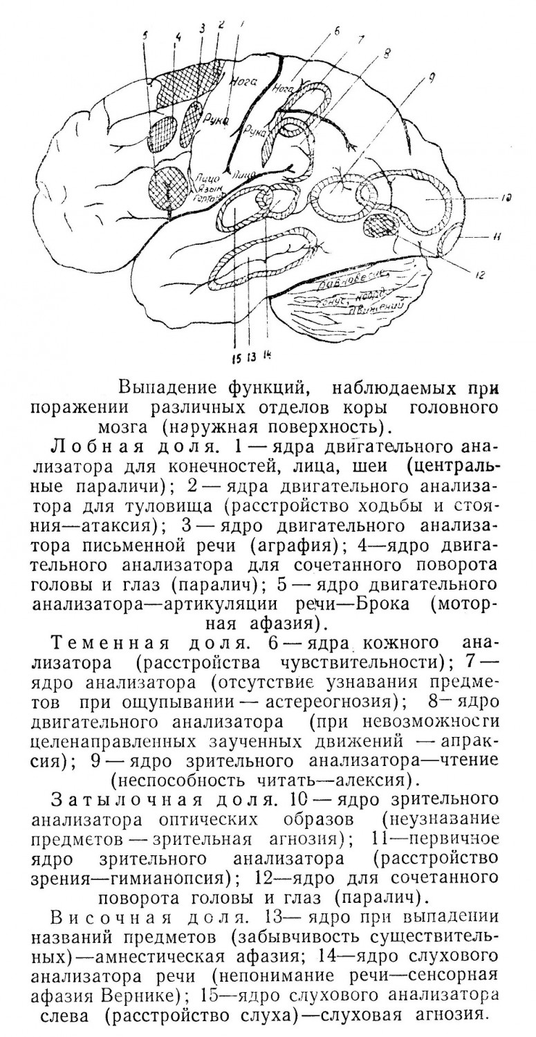 Головной мозг (cerebrum) - Череп - Топографічна анатомія людини російською  мовою (ru) - Цікава інформація медичної спрямованості - Анатомія людини