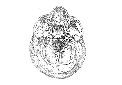 Основание черепа (basis cranii)