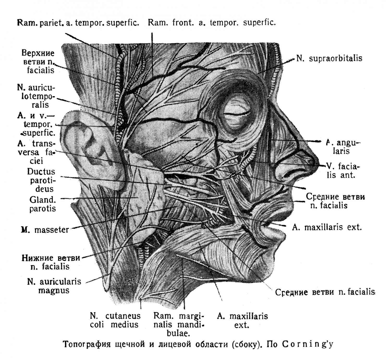 Топография щечной и лицевой области (сбоку). По Corning’y