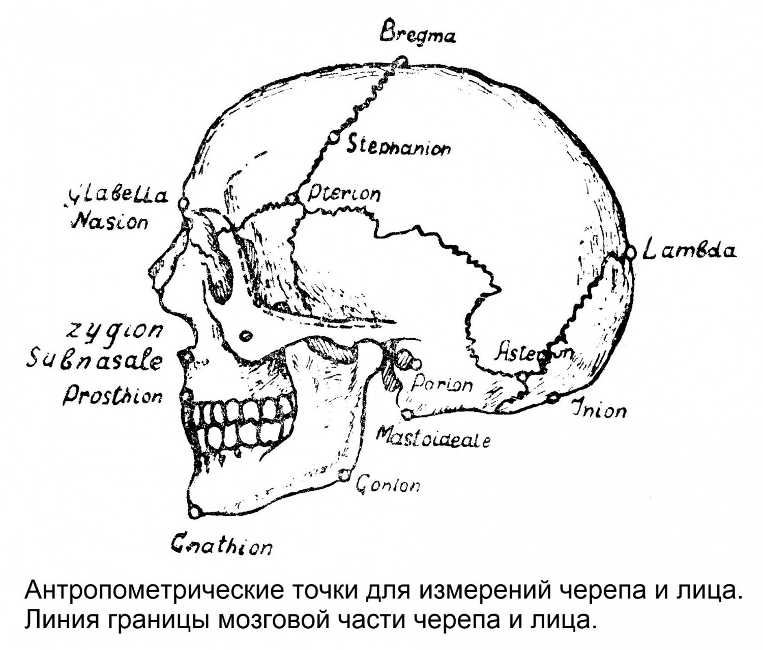 Антропометрические точки для измерений черепа и лица. Линия границы мозговой части черепа и лица.