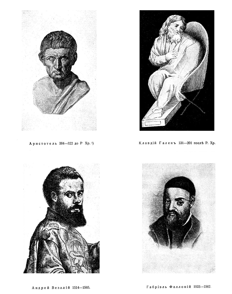 Історичний розвиток анатомії і її представники 