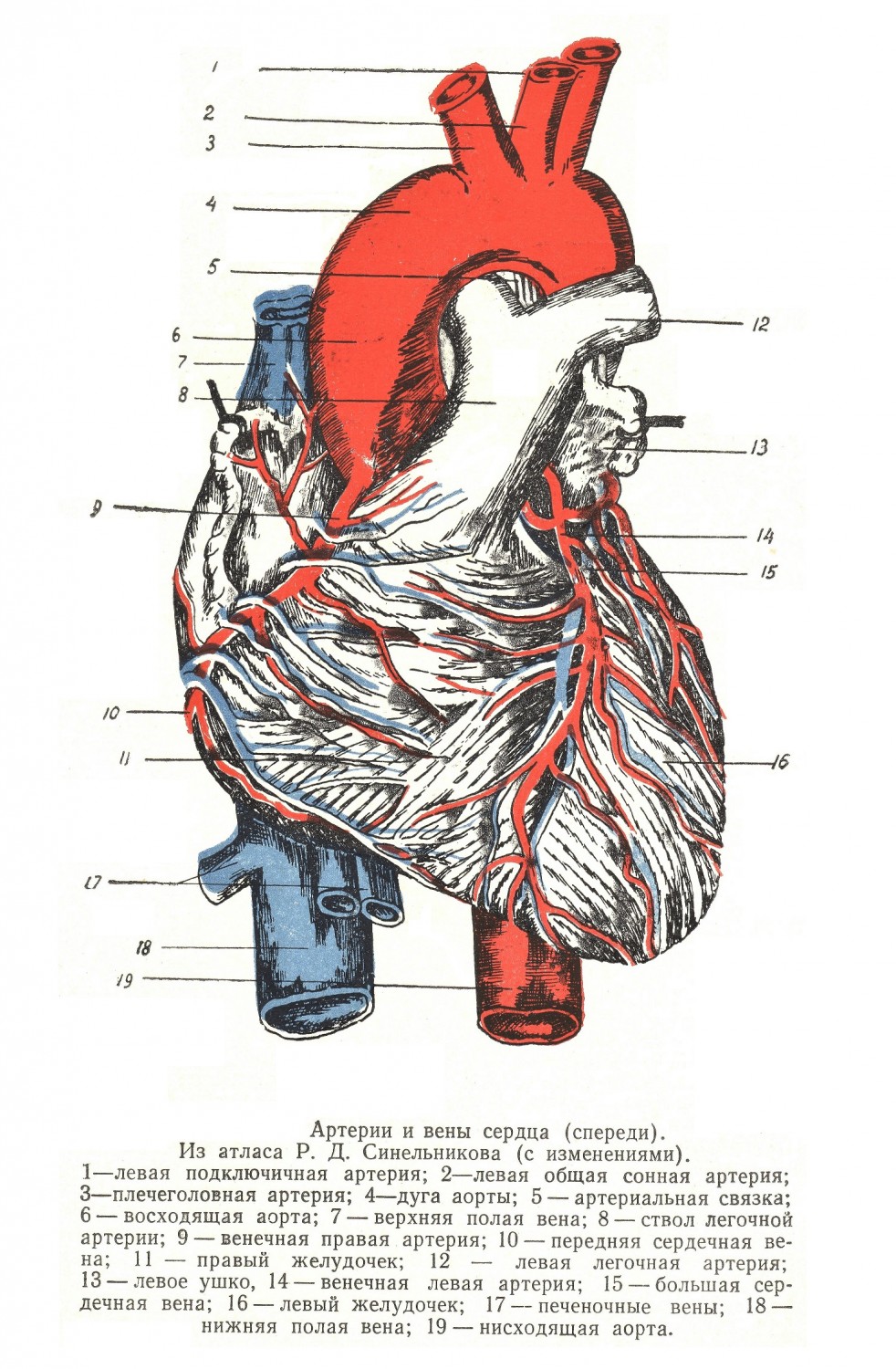 Артерии и вены сердца