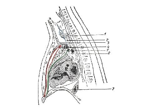 Анатомически средостение (mediastinum)