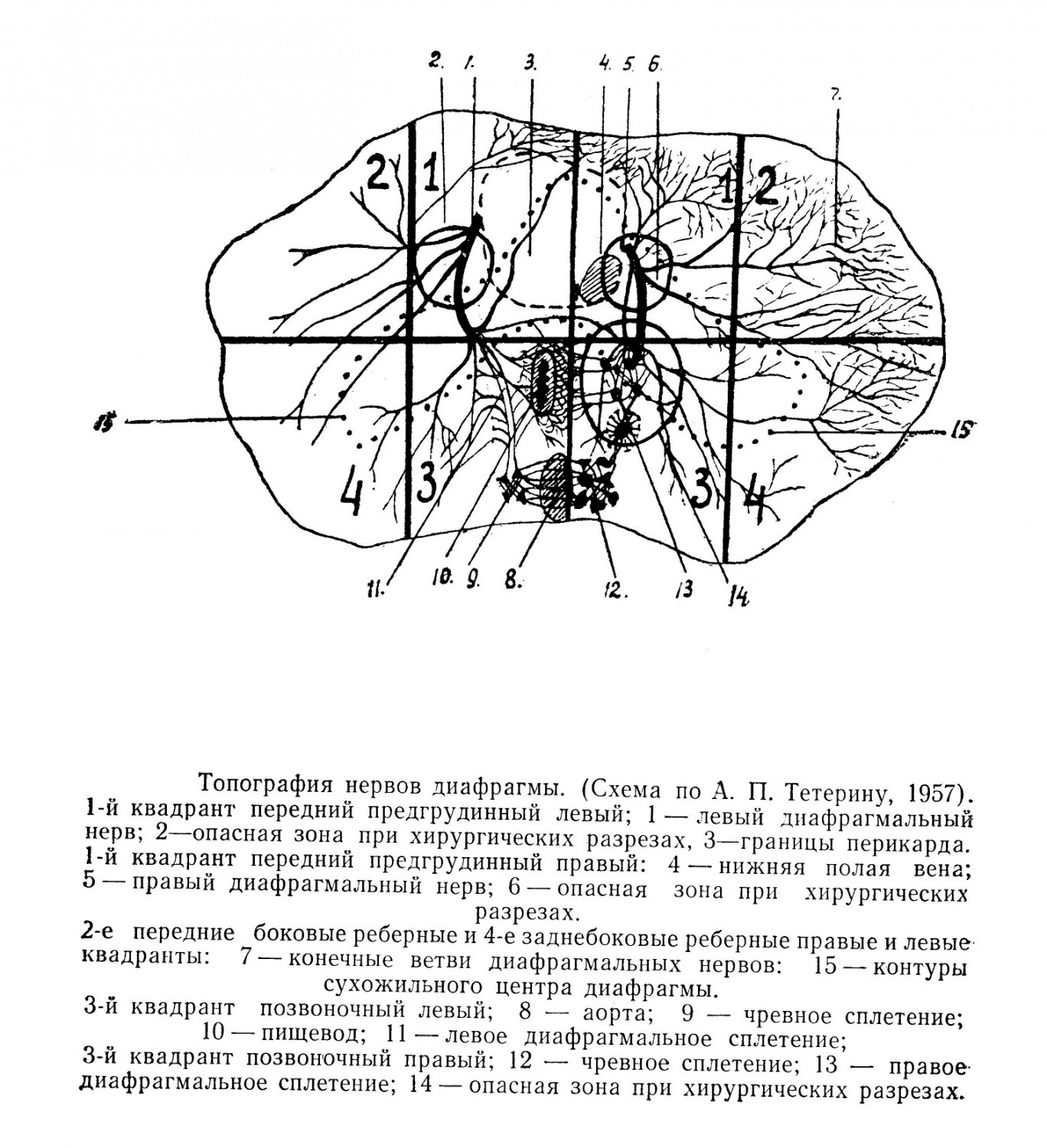 Топография нервов диафрагмы