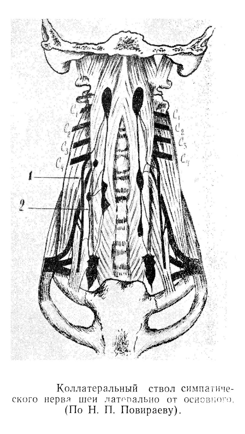 Коллатеральный ствол симпатического нерва шеи латерально от основного
