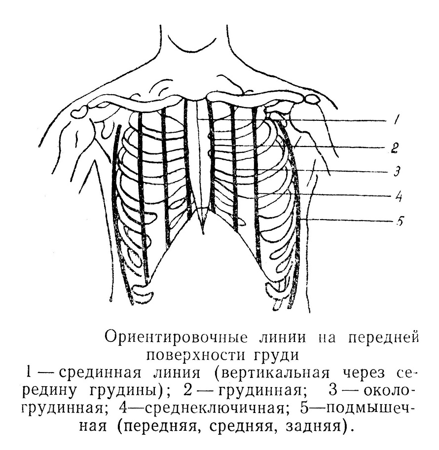 Ориентировочные линии на передней поверхности груди