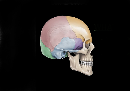 Голова - хирургическая анатомия человека