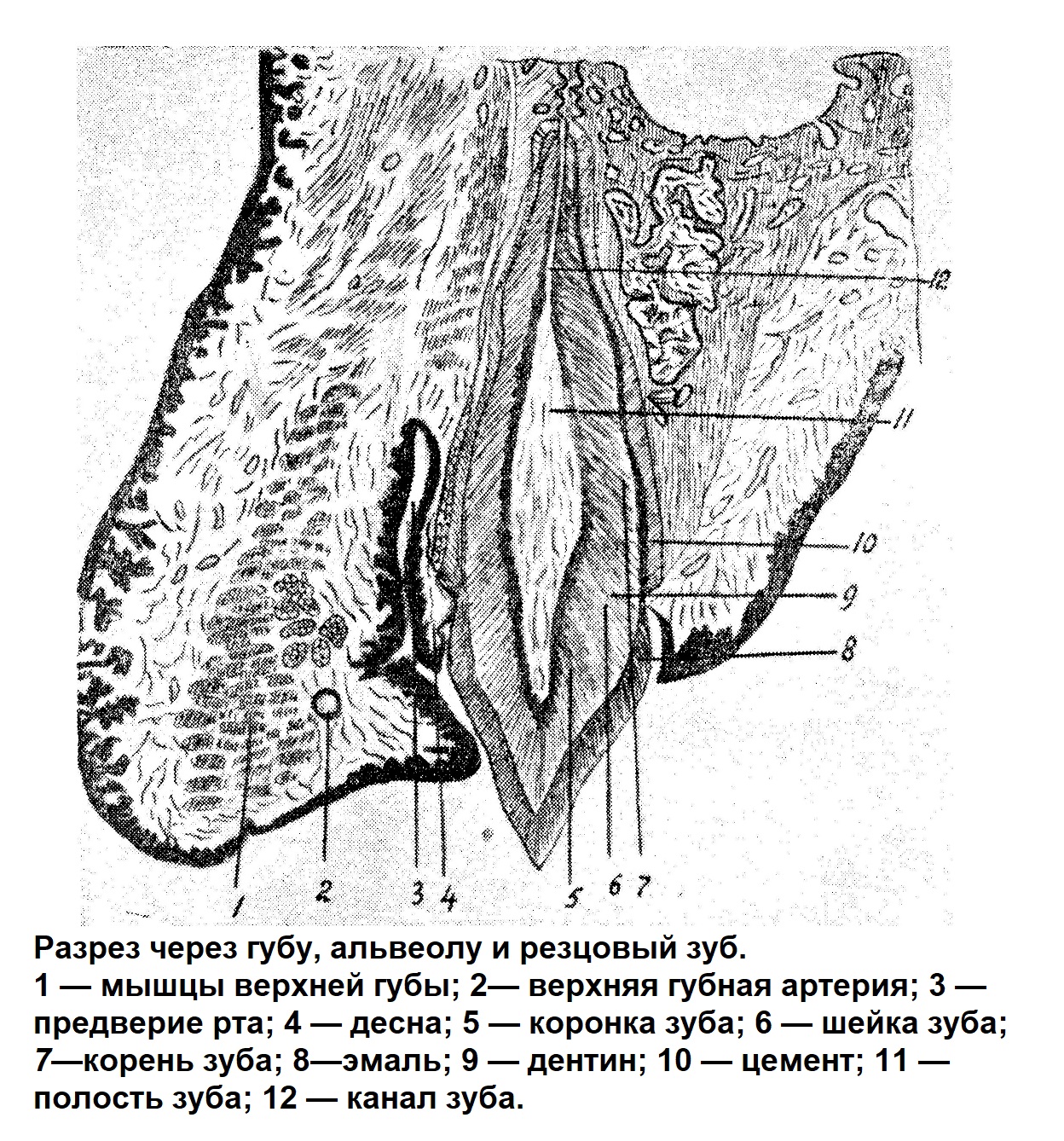 Разрез через губу, альвеолу и резцовый зуб