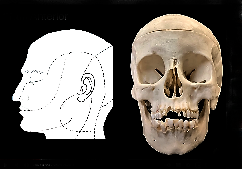 Область наружного носа — Regio nasalia externa