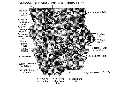 Боковая область лица — Regio facialis lateralis