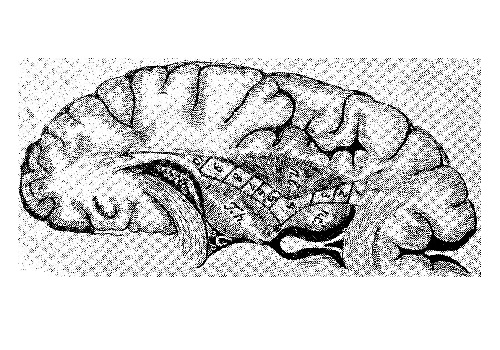 Подкорковые узлы и желудочки мозга