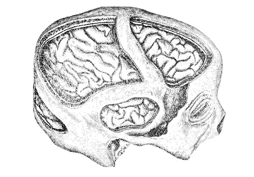 Головной мозг (cerebrum)