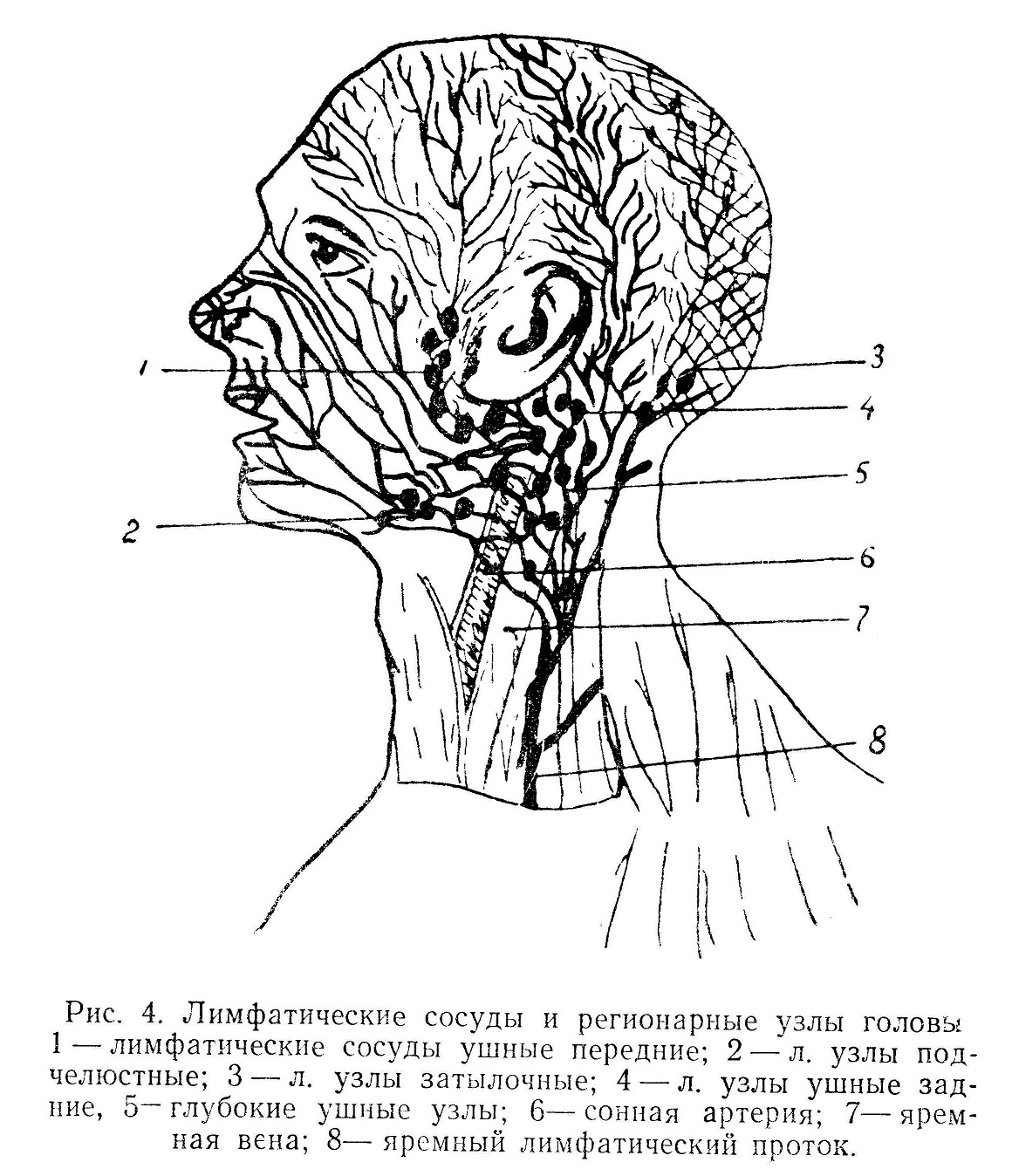 Лимфатические сосуды и региональные узлы головы