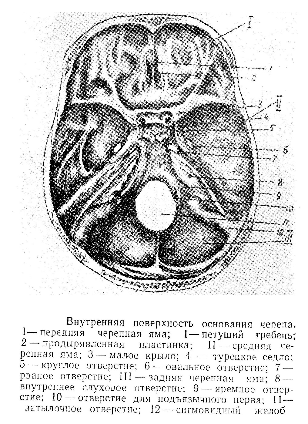 Внутренняя поверхность основания черепа