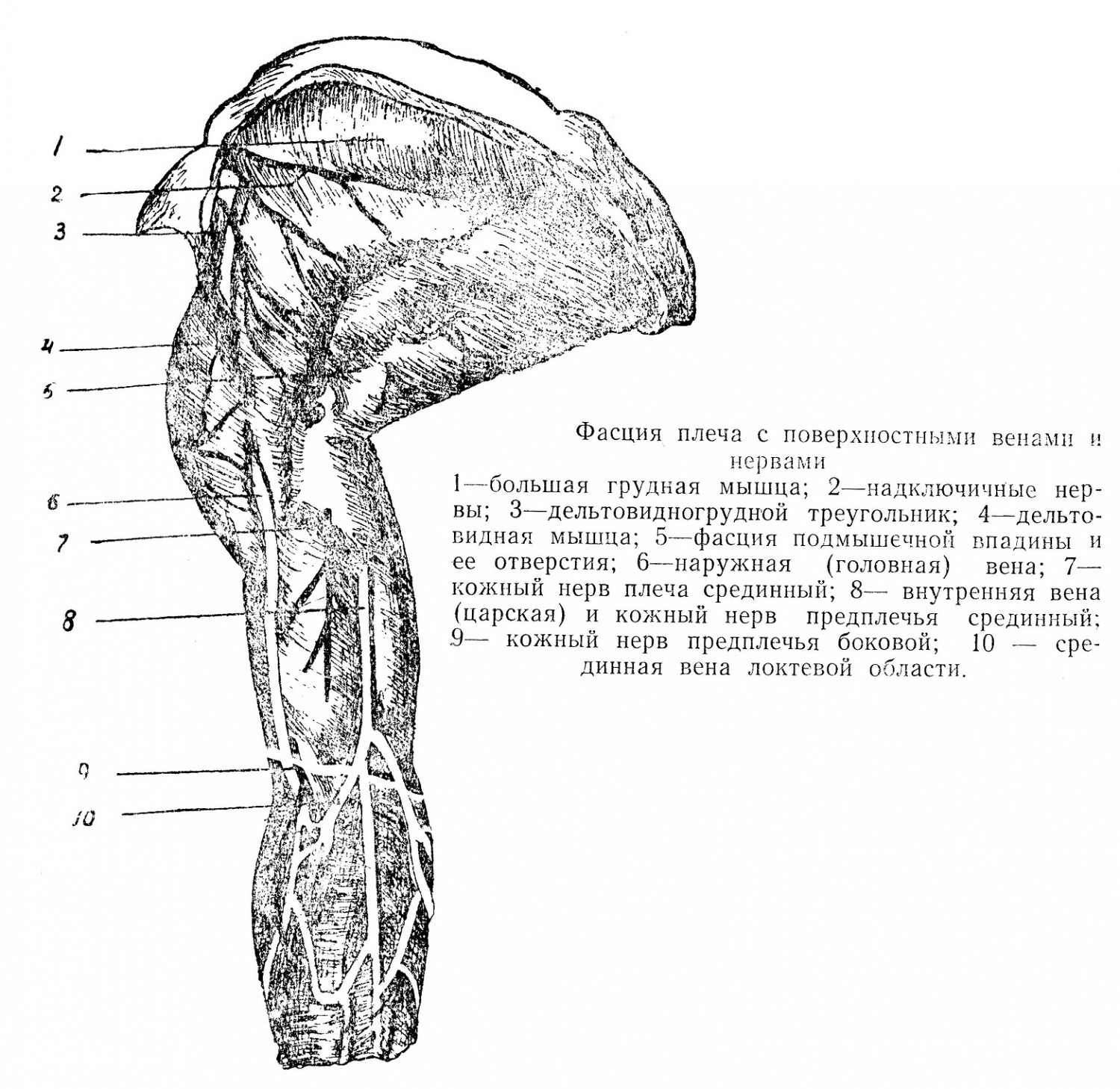 Фасция плеча с поверхностными венами и нервами