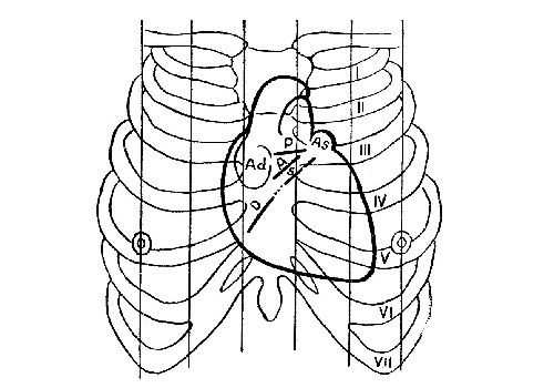Проекция границ органов грудной полости на грудную клетку