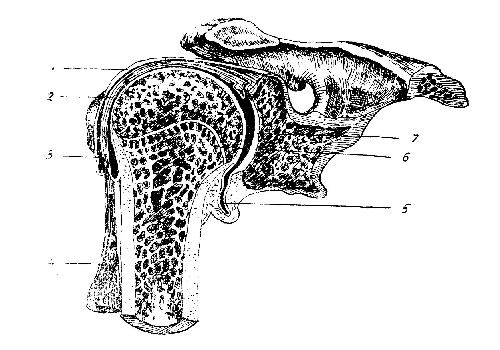 Плечевой сустав - articulatio humeri