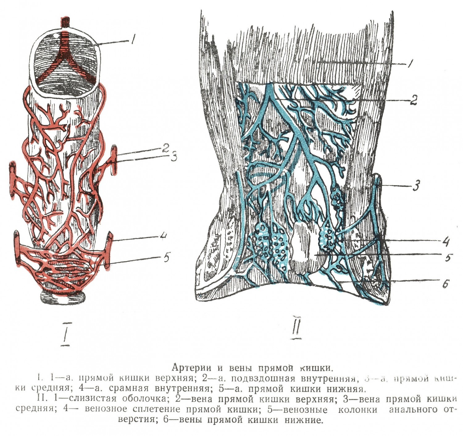 Артерии и вены прямой кишки