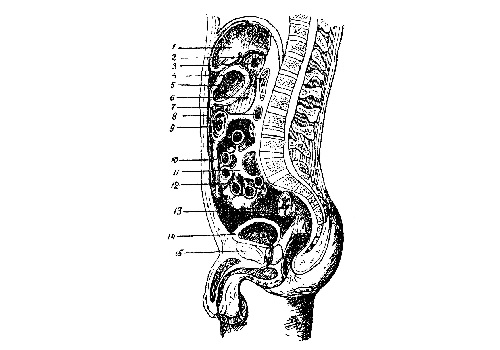 Брюшина (peritoneum)