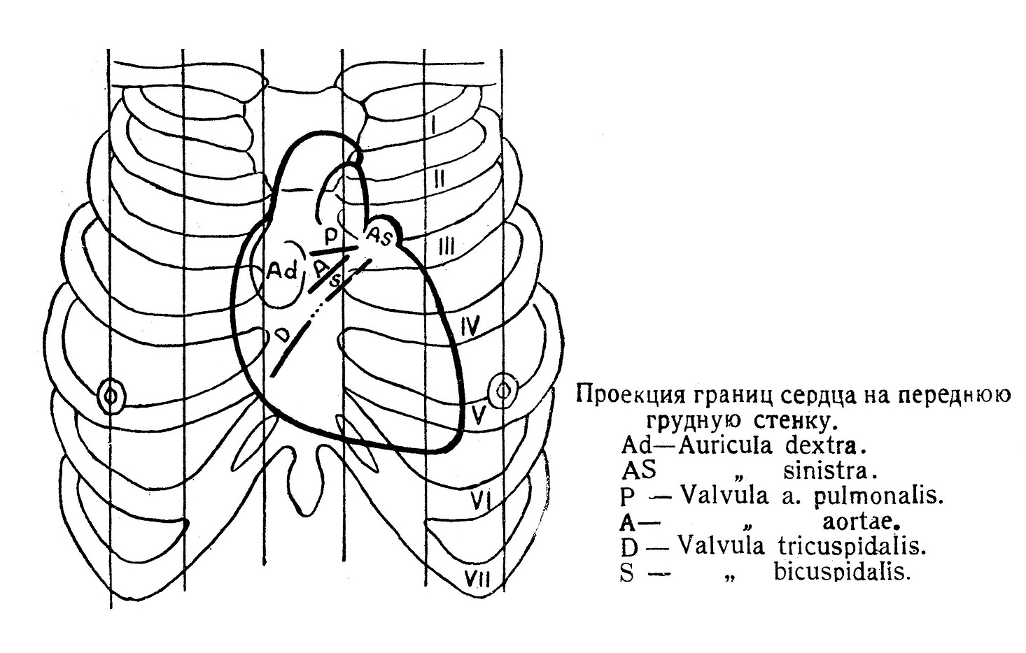 Проекция границ сердца на переднюю грудную клетку
