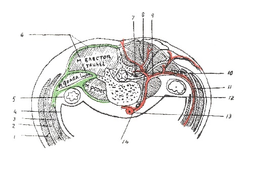 Топографическая анатомия спины