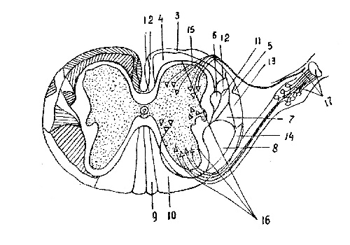 Спинной мозг - medulla spinalis