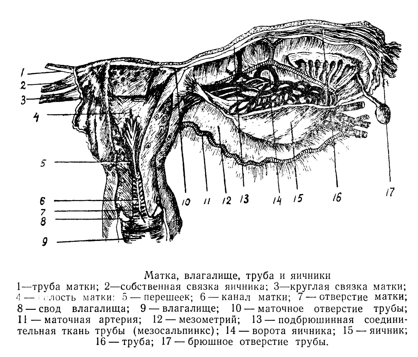 Матка - uterus - женские половые органы - Таз - Топографічна анатомія .