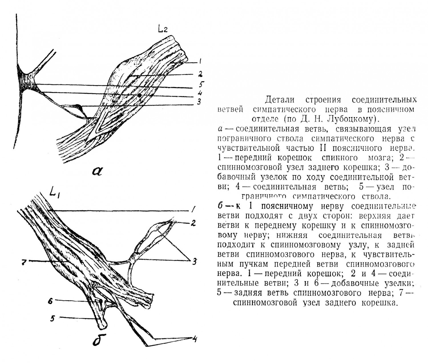 Детали строения соединительных ветвей симпатического нерва в поясничном отделе (по Д. Н. Лубоцкому).