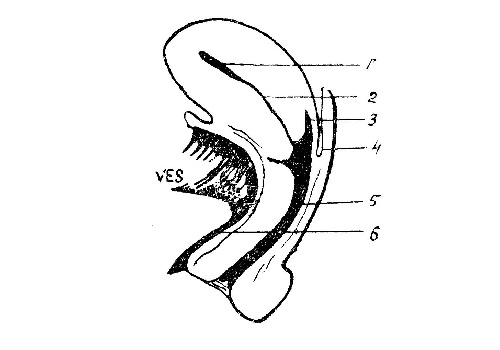 Влагалище - vagina - женские половые органы