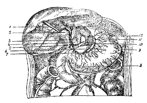 Желудок - ventriculus seu gaster